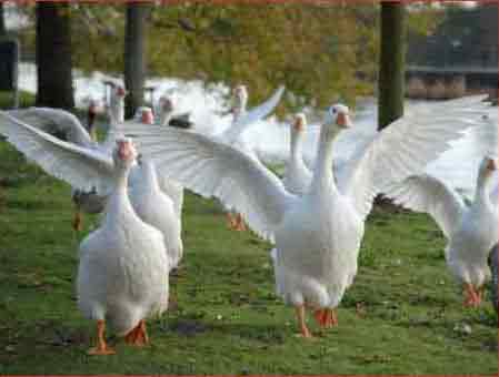 Deutsche weiße Gänse